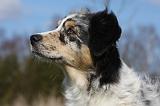 BERGER AUSTRALIEN PUPPIES 422